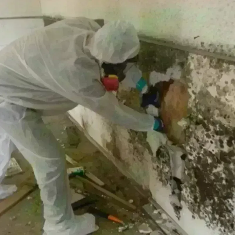 Mold Remediation and Removal in Leipsic, OH